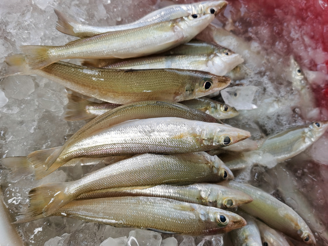 沙尖鱼 (Silver Sillago / Ikan Burus)