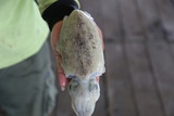 花木/墨斗(Cuttlefish)