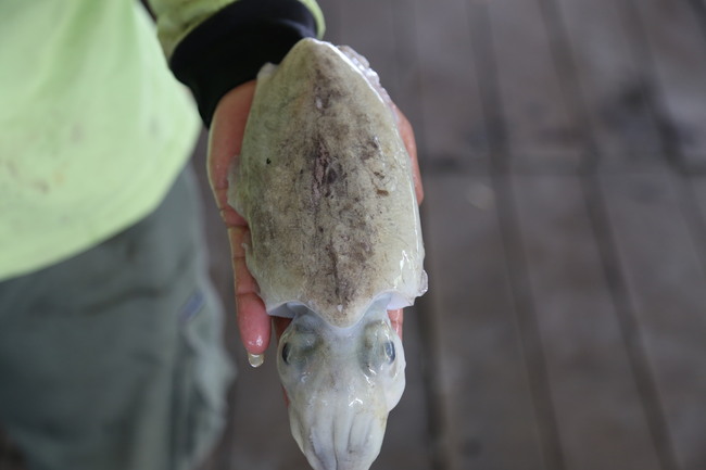 花木/墨斗(Cuttlefish)