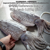 花木/墨斗(Cuttlefish)