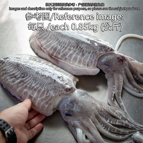 花木/墨斗(Cuttlefish)