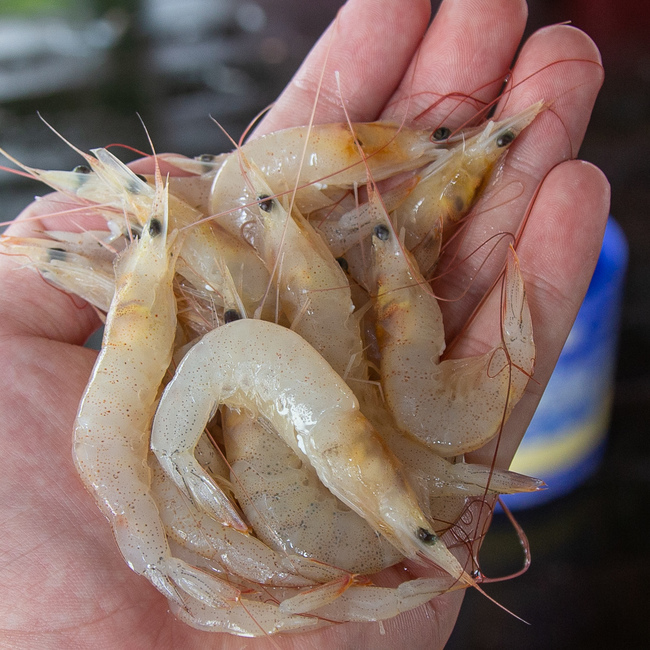 白虾 (White Shrimp)