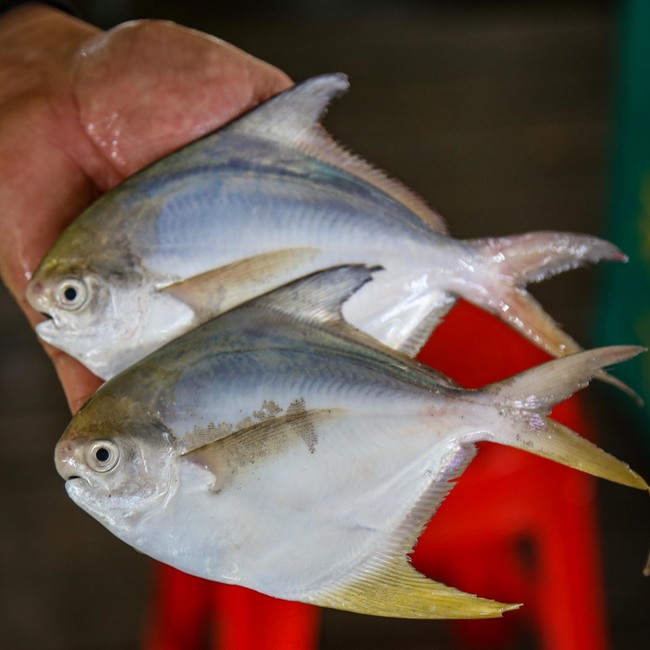 白鲳鱼 (White Pomfret)