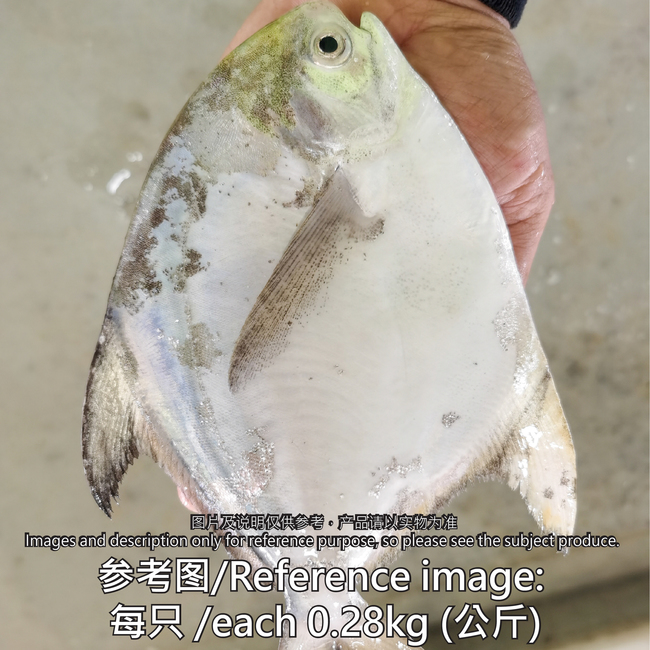 白鲳鱼 (White Pomfret)