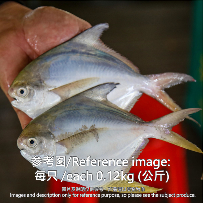 白鲳鱼 (White Pomfret)