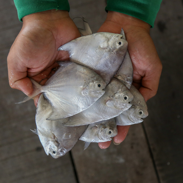 小鲳鱼 (Small White Pomfret)