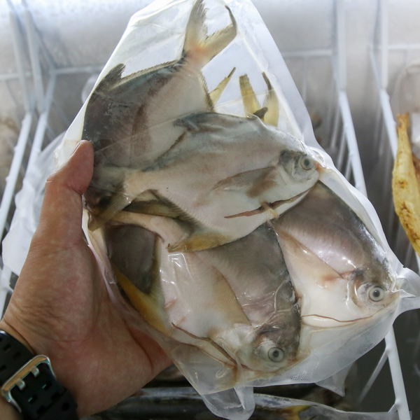 小鲳鱼 (Small White Pomfret)