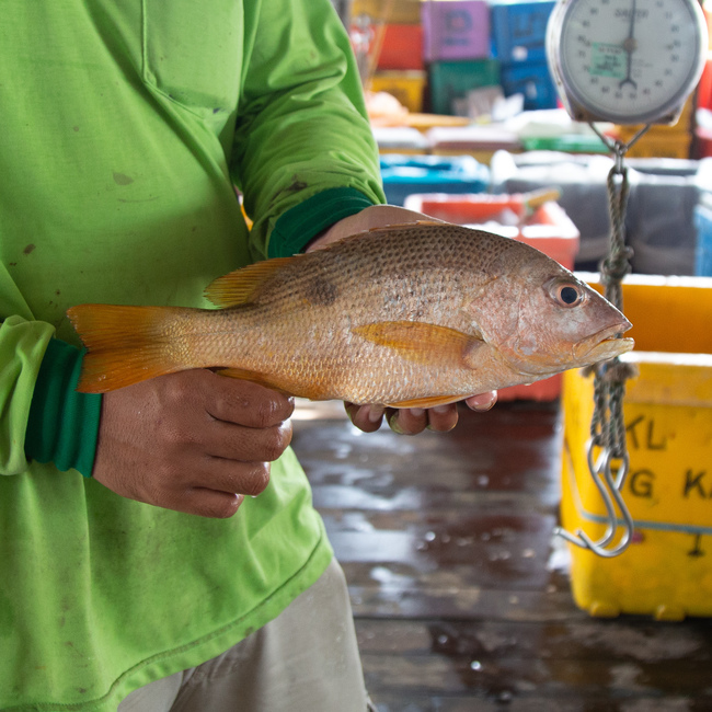 红皂鱼 (Golden Snapper)