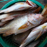 红皂鱼 (Golden Snapper)