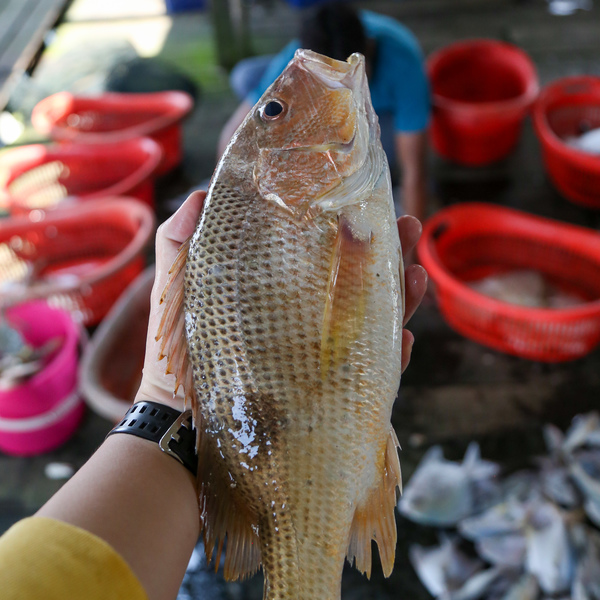 红皂鱼 (Golden Snapper)