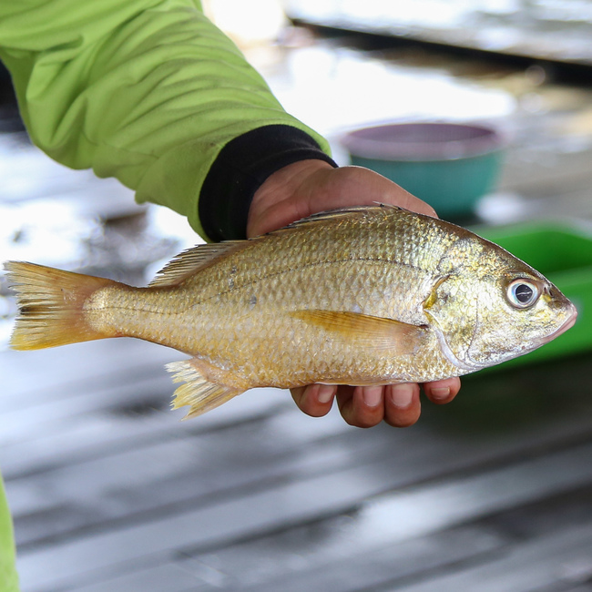 白皂鱼 (White Snapper)