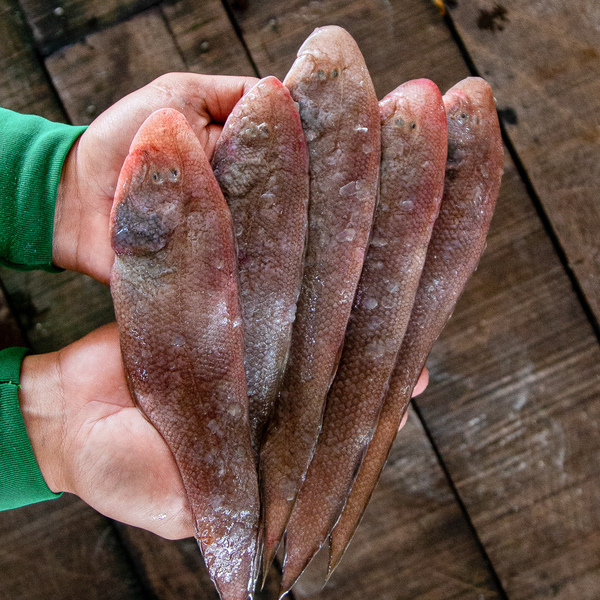 龙舌鱼 (Tongue Fish / Ikan Selipar)