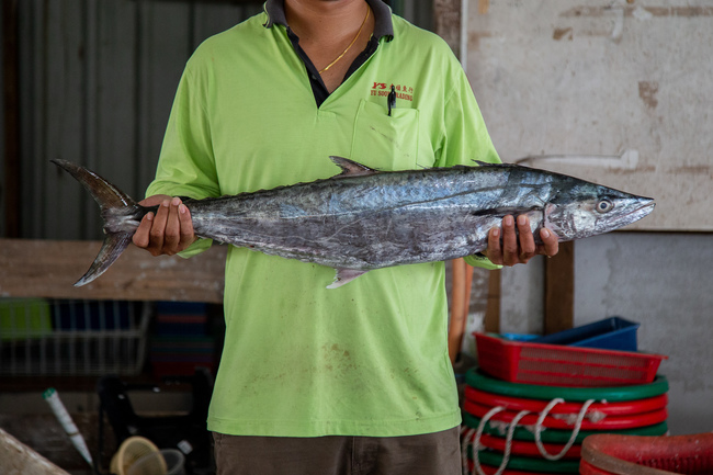 竹鲛鱼 (Narrow-barred Spanish Mackerel)