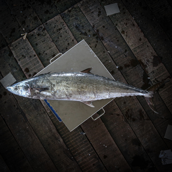 竹鲛鱼 (Narrow-barred Spanish Mackerel)