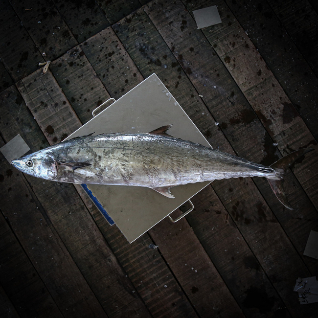 竹鲛鱼 (Narrow-barred Spanish Mackerel)