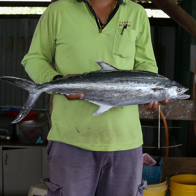 板鲛鱼 (Spotted Mackerel)