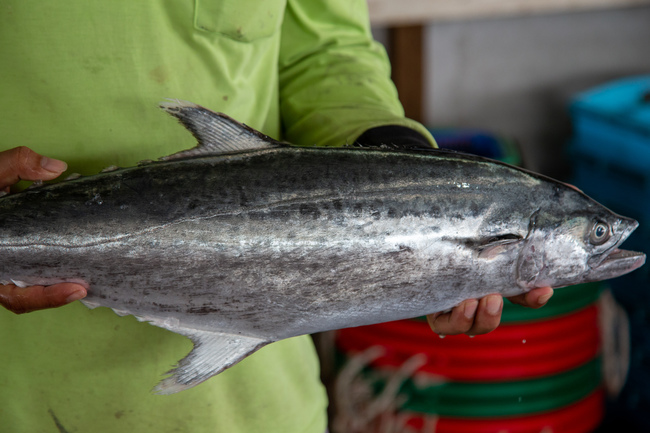 板鲛鱼 (Spotted Mackerel)