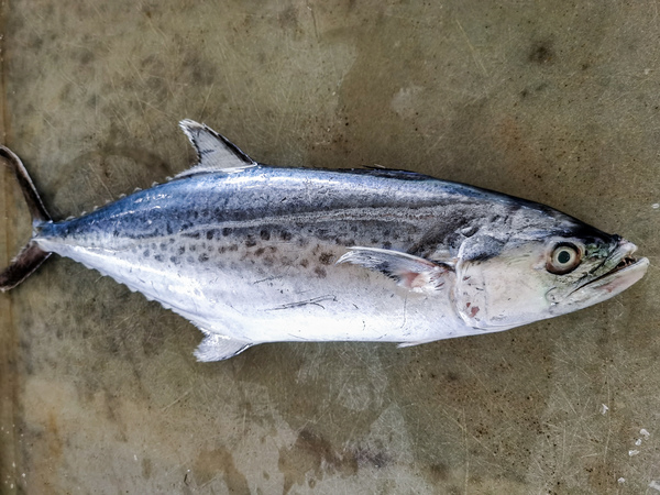 板鲛鱼 (Spotted Mackerel)