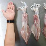 透抽/尺冬 (Neritic Squid)