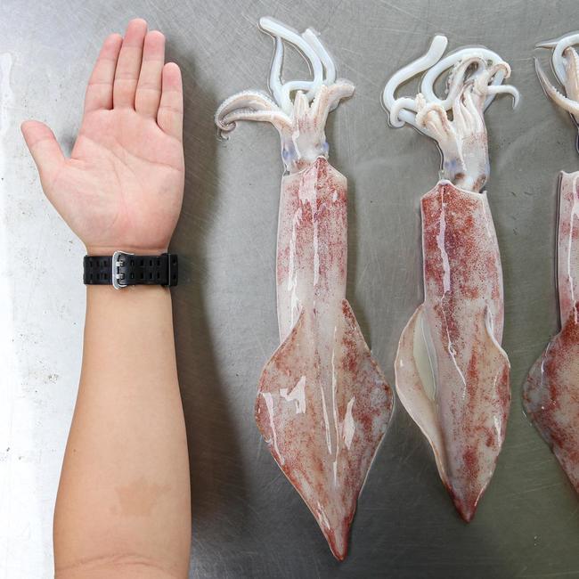 透抽/尺冬 (Neritic Squid)