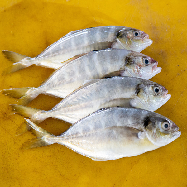 文东 (Wildhorse Mackerel / Selar Bentong)