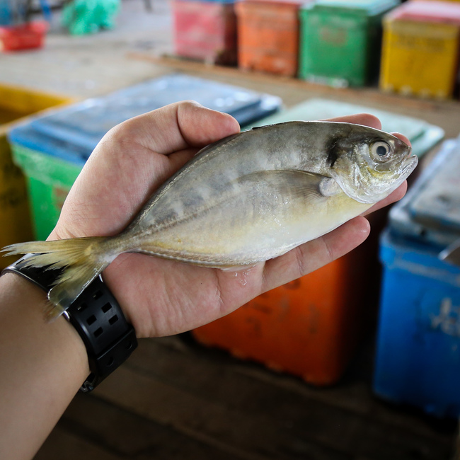 文东 (Wildhorse Mackerel / Selar Bentong)