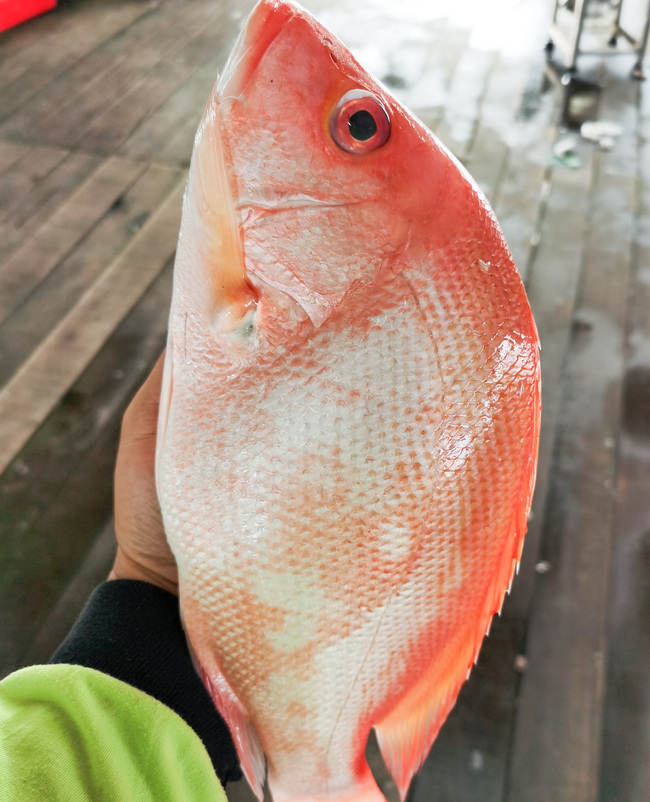 红鱼 (Redfish)