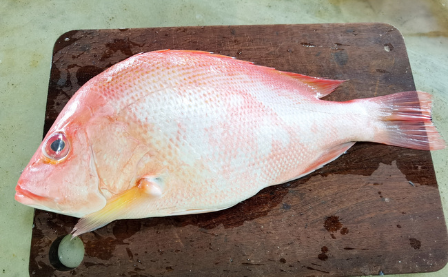 红鱼 (Redfish)