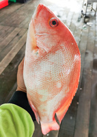 红鱼 (Redfish)