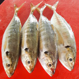 色拉鱼 (Ikan Selar/Yellowtail Scad Fish)